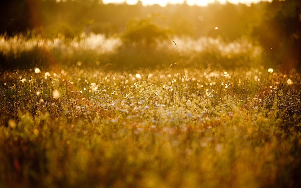grass field, macro, grass, landscape HD wallpaper