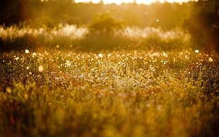 grass field, macro, grass, landscape