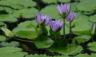 purple Waterlily flowers in bloom at daytime