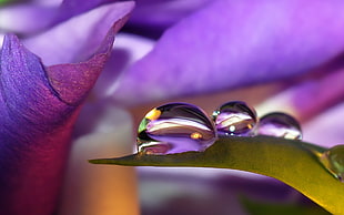 selective focus photography of water dew HD wallpaper