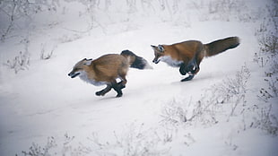 two fox on snow HD wallpaper