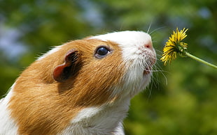 brown guinea pig smelling Sunflower