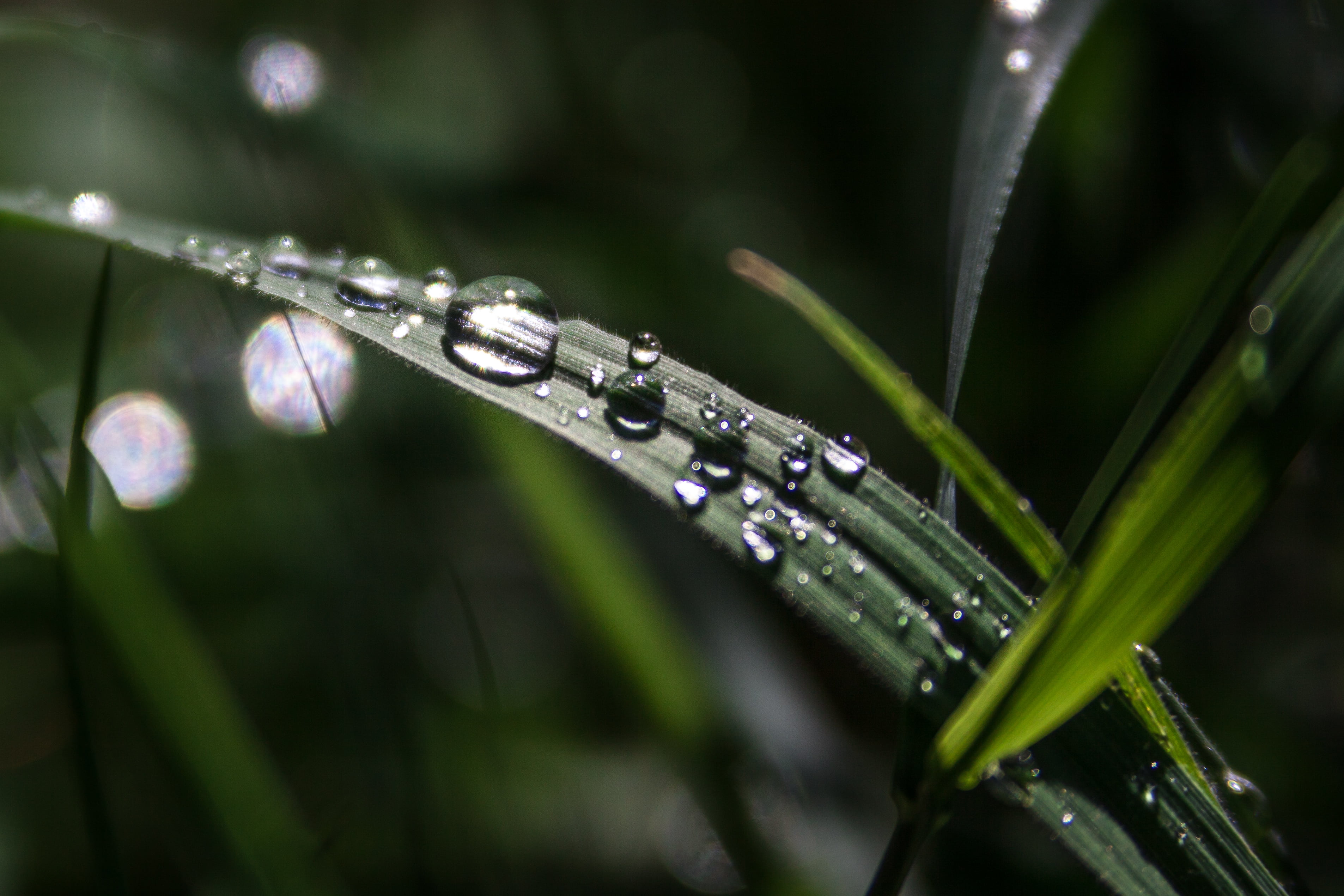 closeup photo of water dew on green leaf