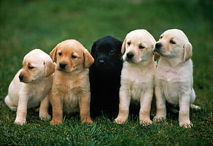 five assorted color labrador puppies on grass field during daytime