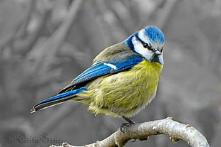 blue, white, and yellow Finch