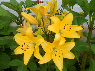 yellow lily flowers in closeup photography
