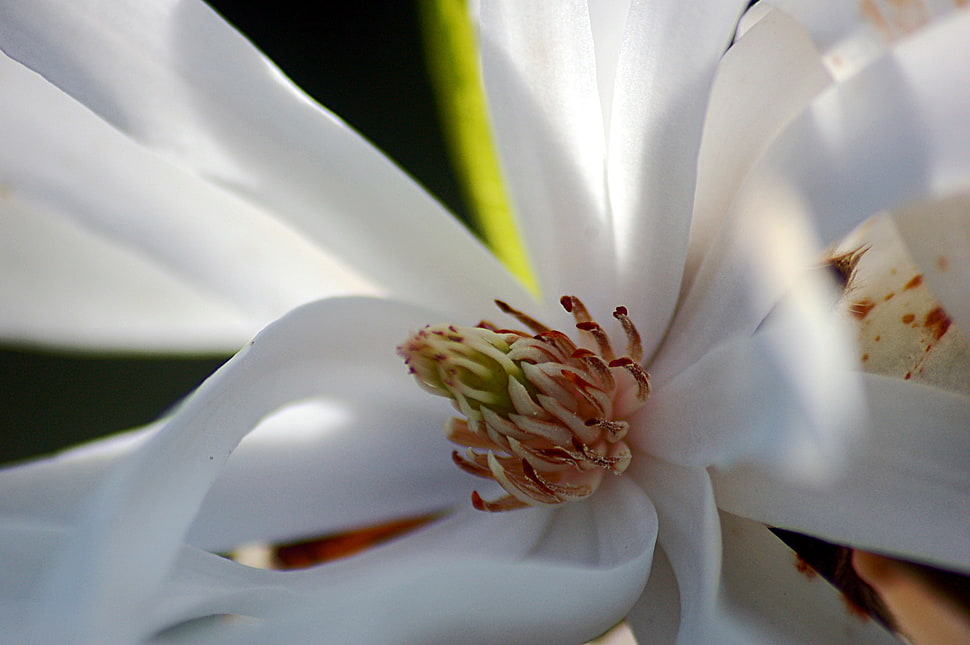 macro photography of white Magnolia flower HD wallpaper