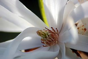 macro photography of white Magnolia flower