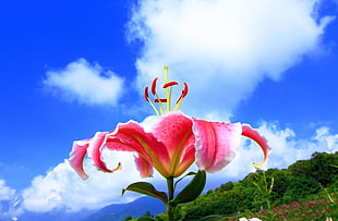 Stargazer Lily flower at daytime HD wallpaper