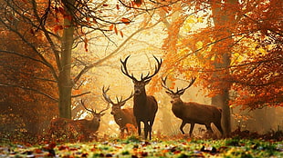 brown deer, deer, nature, animals, grass