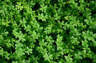bunch of leaf clovers