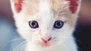 close-up of a white kitten
