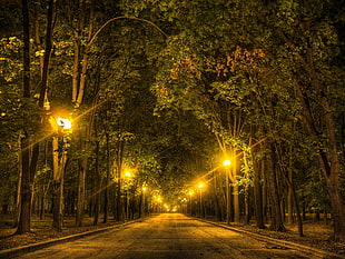 narrow pathway between trees during night time HD wallpaper