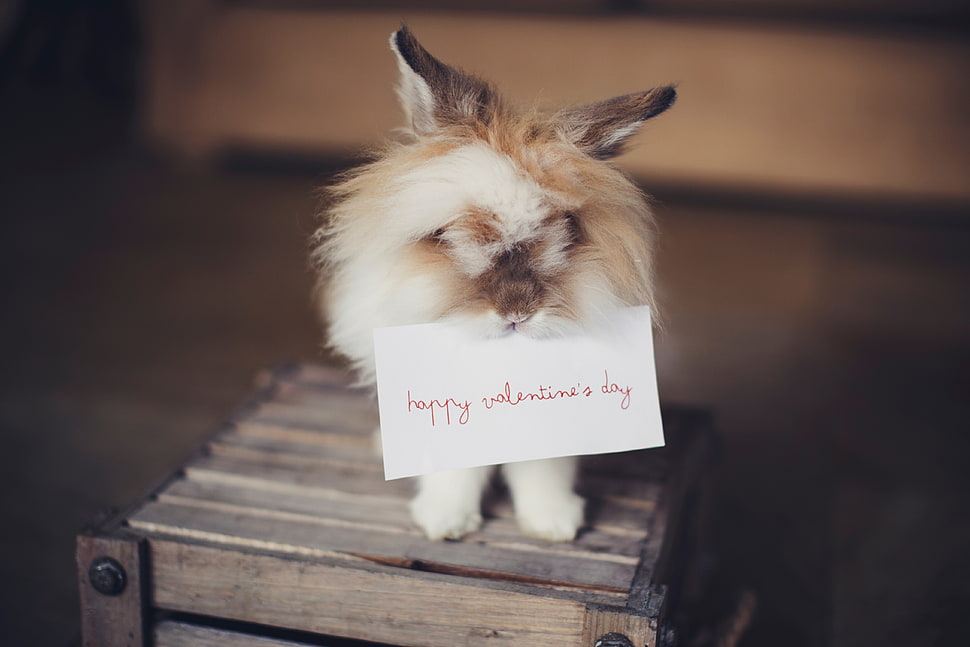 white and brown rabbit HD wallpaper