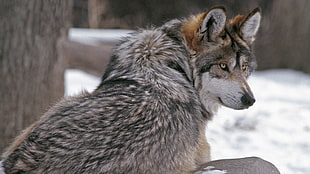 wildlife selective focus photography of wolf near tree