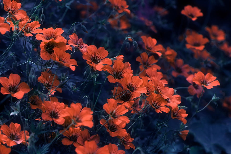 orange petaled flowers, nature, plants, flowers HD wallpaper
