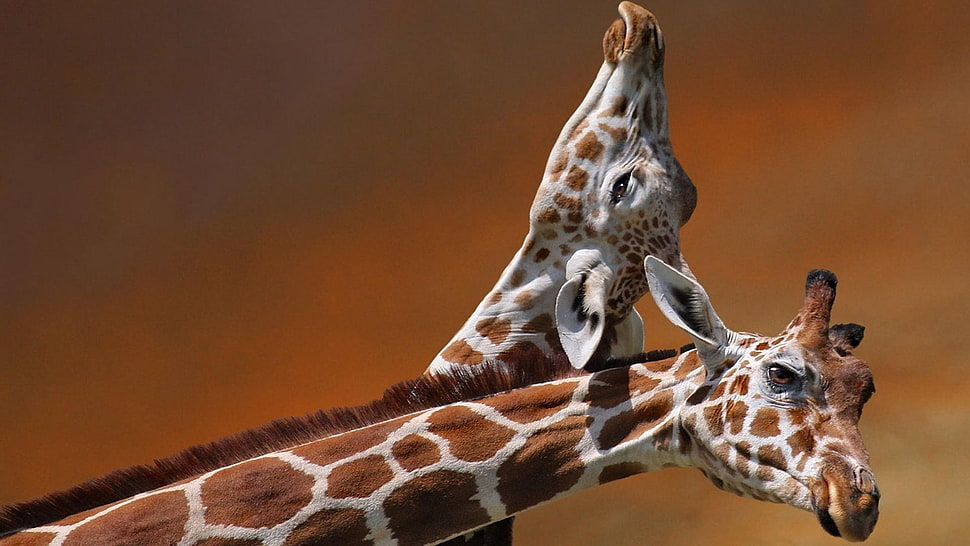closeup photography of two brown and white giraffes HD wallpaper