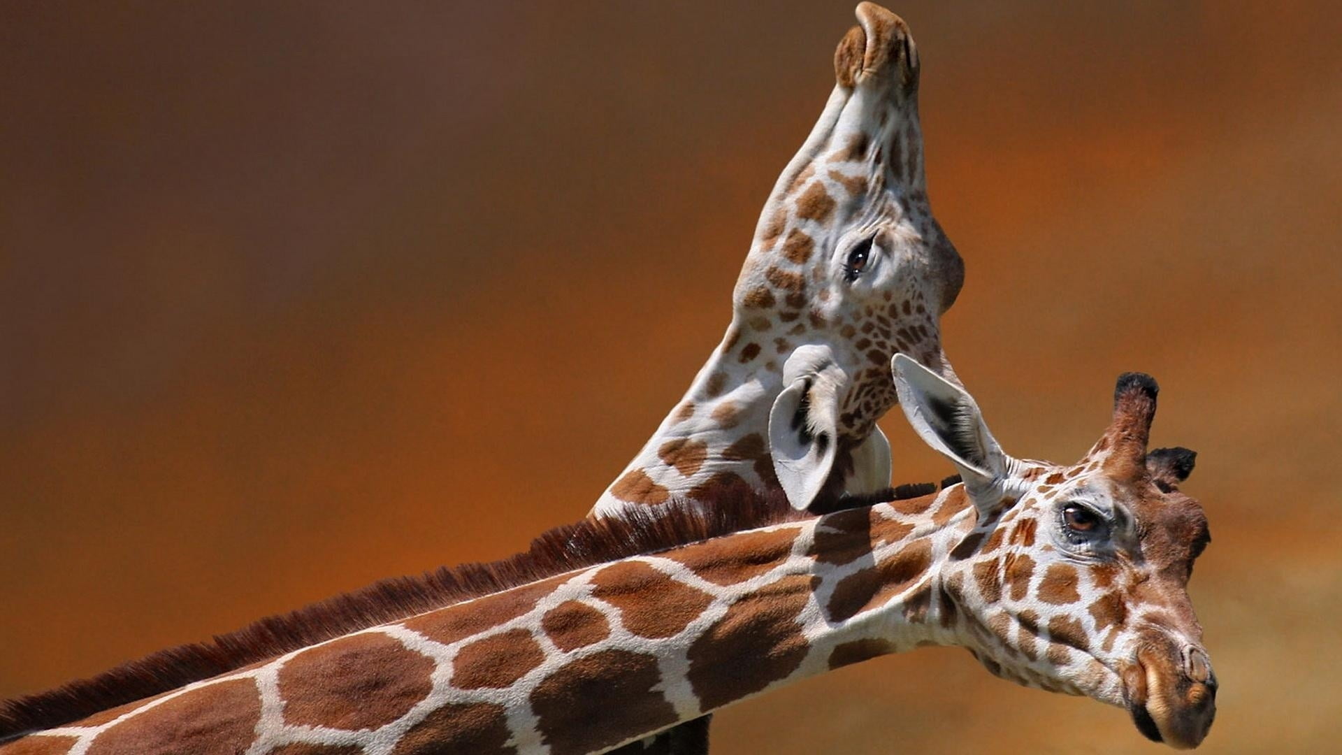 closeup photography of two brown and white giraffes