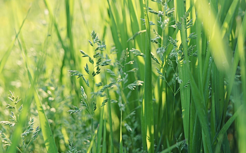 close up photo of green grass HD wallpaper
