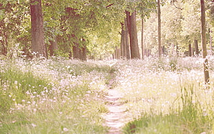 landscape photography of jungle