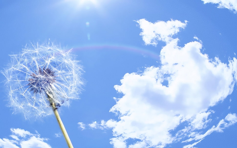 white Dandelion HD wallpaper