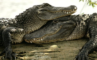 two gray salt crocodiles, crocodiles, animals, nature HD wallpaper
