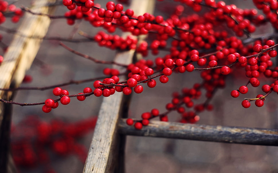 shallow photography on cherry lot HD wallpaper