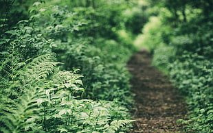green leafed plants near trail during daytime HD wallpaper