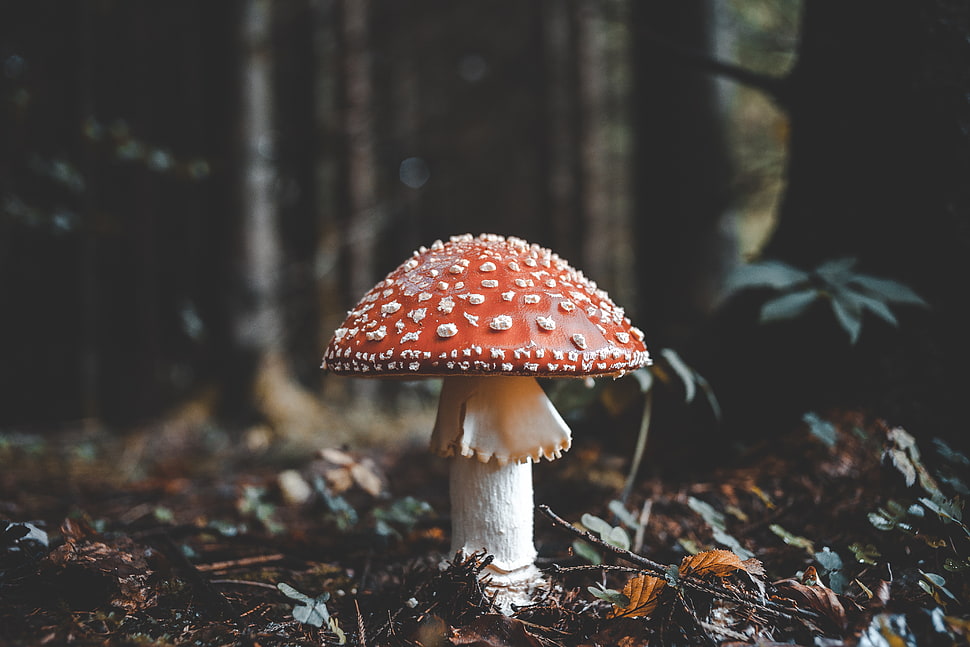 red and white mushroom HD wallpaper