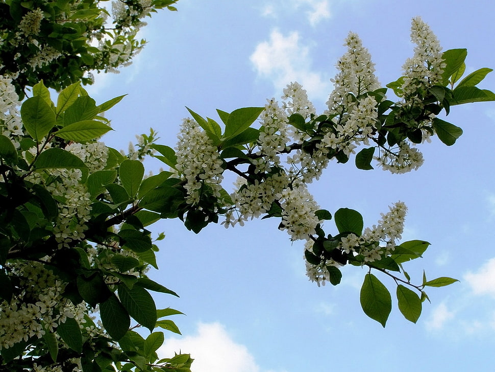 white flowers under white clouds and blue sky during daytime HD wallpaper