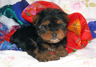 black and tan Yorkshire terrier puppy