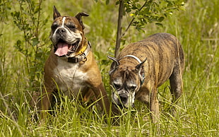 two brown short coated dogs