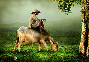 man riding on water buffalo near tree HD wallpaper