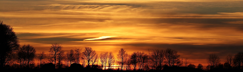 silhouette of trees during sunset HD wallpaper
