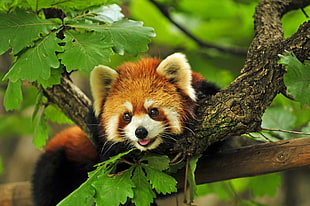 red Panda in tree branch HD wallpaper