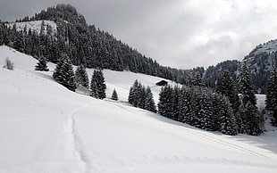 black and white fur textile, landscape, snow
