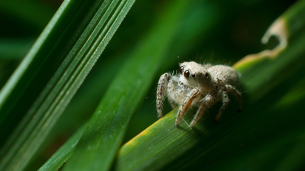 brown and white tabby cat, spider, animals, nature, Jumping Spider HD wallpaper