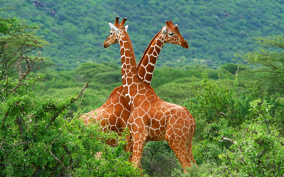 two brown giraffe, giraffes, animals, forest HD wallpaper
