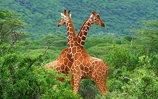 two brown giraffe, giraffes, animals, forest