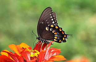 black and yellow swallowtail butterfly on orange-petaled flowers, spicebush