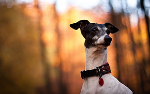 closeup photo of adult white and black Italian greyhound