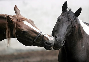 brown and black horse kissing