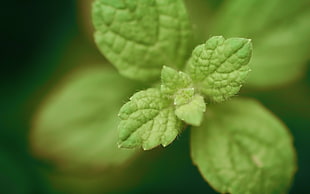Mint,  Green,  Leaves,  Beautifully HD wallpaper