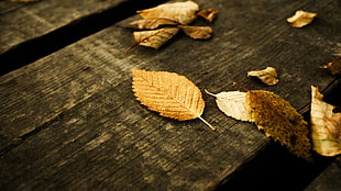 dried leaves on gray wood plank HD wallpaper