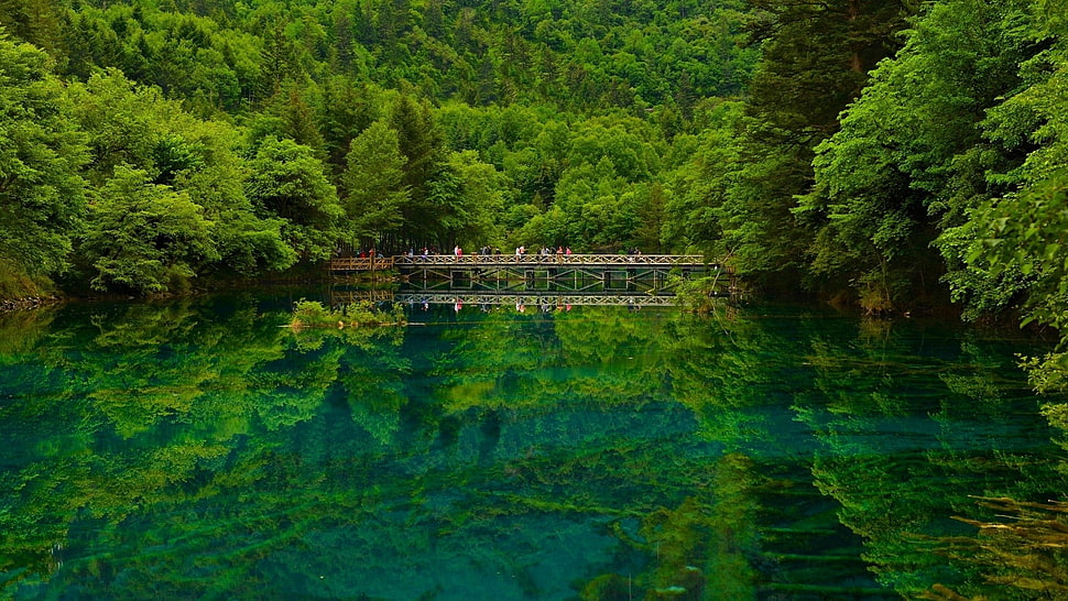 green leafed trees, nature, landscape, trees, forest HD wallpaper