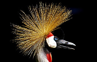 photography of gray-Crowned Crane HD wallpaper