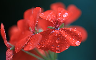 red Geranium flower with dewdrops