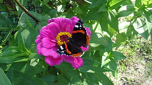 red, white, and black butterfly on top of a pink petaled flower