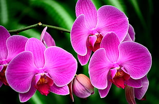 pink Moth orchids