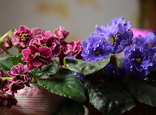 purple and magenta petaled flowers
